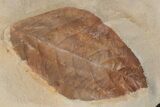 Three, Large, Red Fossil Leaves (Carya & Phyllites) - Montana #165063-3